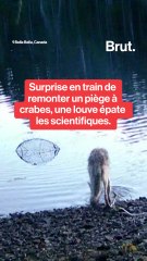 Une louve remonte elle-même un piège à crabe pour se nourrir et choque les chercheurs