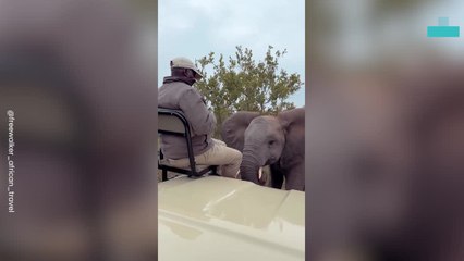 Baby Elephant Coming to Say Hi to Man