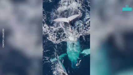 Humpback Whales Bringing on the Dance Moves