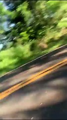 Vídeo mostra gado sendo retirado de caminhão em chamas na PR-317