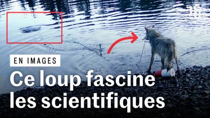 Une louve intrigue des scientifiques en manipulant un objet pour se nourrir