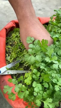 Fresh Cilantro Harvest from My Terrace Garden 🌿✨