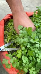 Fresh Cilantro Harvest from My Terrace Garden 🌿✨
