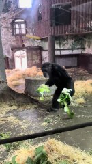 #funny video #shortvideo #viralvideo #funnyadda#