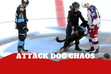 An attack dog creates chaos during a ceremonial hockey faceoff after biting players’ gear