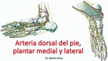 Arteria dorsal del pie, plantar medial y lateral #elcuerpoymas #salud #medicina #Anatomia