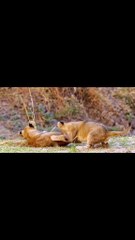 La Historia De mino: El Cachorro de leon que desafio la supervivencia Parte 1