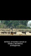 La Historia De mino: El Cachorro de leon que desafio la supervivencia  Parte 3