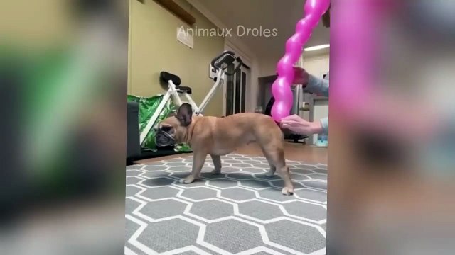 Watch until your stomach hurts#FunnyAnimals #AnimalComedy #PetFails #CuteAnimals #AnimalVideos