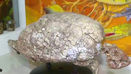 Descubren fósil de tortuga de 13 millones de años y la nombran en honor a Shakira