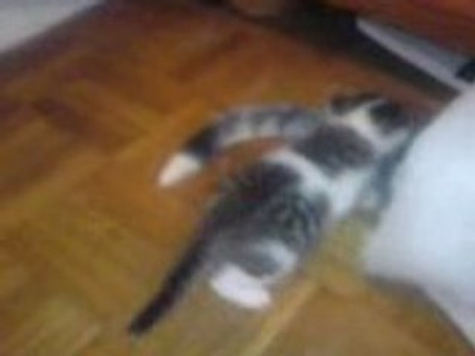 Premier pas Chatons