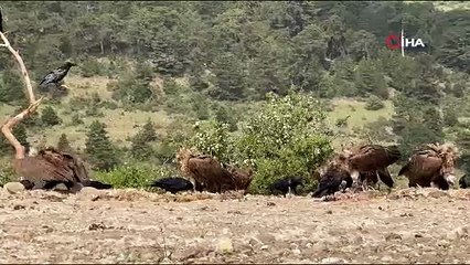 Dünyada sadece 3 yerde görülen doğa olayı: Akbabaların yiyecek döngüsü