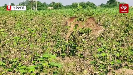 સુરેન્દ્રનગરમાં 4 દિવસ પાણી કાપ, ધોળીધજા ડેમમાં રીપેરિંગ કામથી 100 ગામોને પાણી સપ્લાય બંધ રહેશે