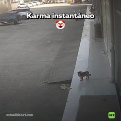 ¡Karma instantáneo! Hombre que quiso patear a un perro terminó en el suelo (VIDEO)