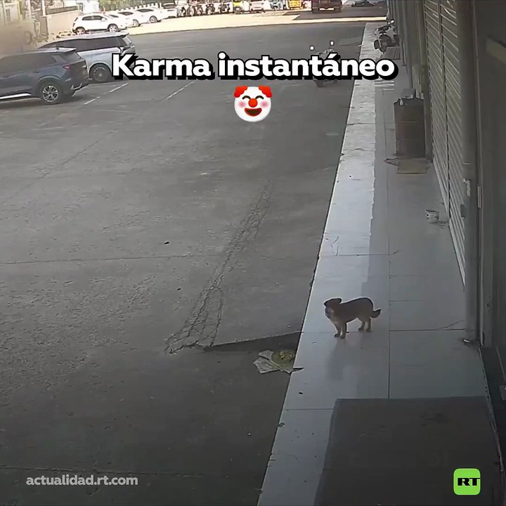 ¡Karma instantáneo! Hombre que quiso patear a un perro terminó en el suelo (VIDEO)