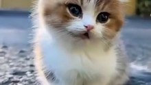 So Lovely Kitten 😍😊 #shorts #babycat #kitten #catvideos