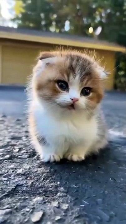 So Lovely Kitten 😍😊 #shorts #babycat #kitten #catvideos