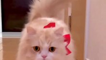 Funny Cat 🙈😊 #shorts #cat #funny #cute #babycat