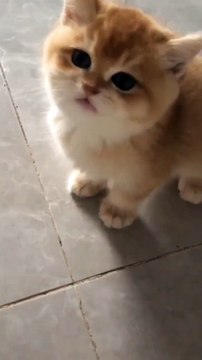 Kitten Meowing 😍❣️ #shorts #kitten #cat #catfancy #cute #meowing #catvideos