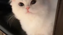 Funny Cat 🥰🐈 #shorts #cute #babycat #funny #catvideos