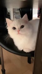 Funny Cat 🥰🐈 #shorts #cute #babycat #funny #catvideos