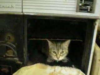 Chat dans le four !!!