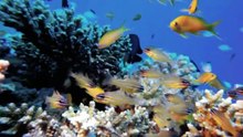 DEEPSEA WONDERS-2