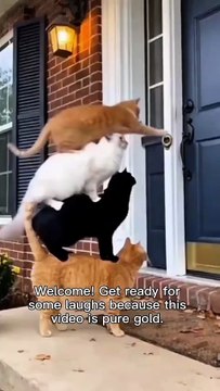Cats ringing the doorbell and running away😆😆