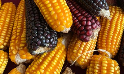 El maíz criollo en Yucatán: tradición, sabores y desafíos para su preservación
