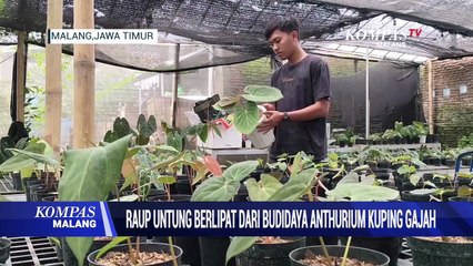 Raup Untung dari Budidaya Anthurium Kuping Gajah Hasil Silangan