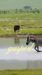 🌟 Story: “Zuzu the Zebra Who Lost Her Stripes”