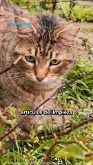 Apoyo animal en el Parque Madero; lleven a sus lomitos y michis