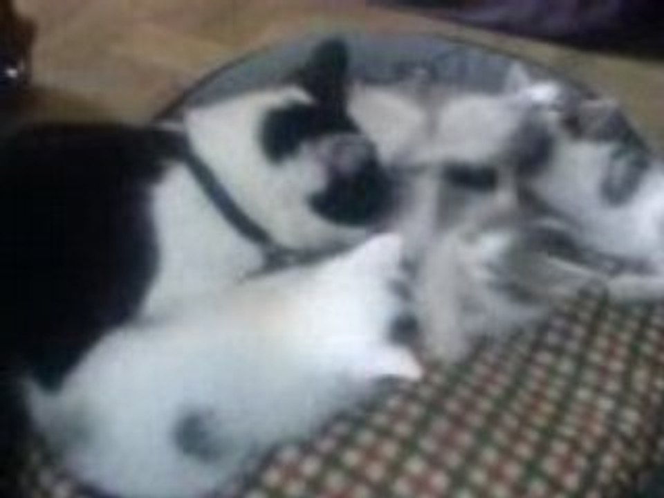 Calin du matin
