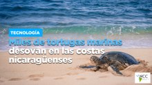 Miles de tortugas marinas desovan en las costas nicaragüenses