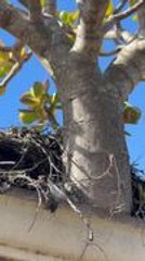 Person Shows Jade Tree Surprisingly Growing From House Gutter