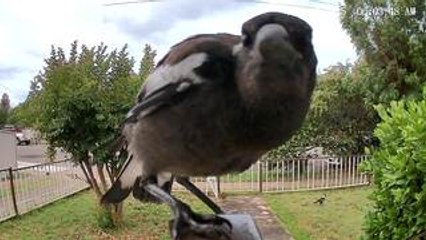 Magpie Curiously Inspects Camera With Its Beak