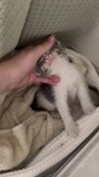 Woman Rescues Cat Found Sitting on Outdoor Electric Box