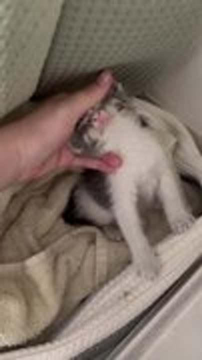 Woman Rescues Cat Found Sitting on Outdoor Electric Box