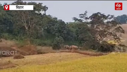 बिहार में एक साथ 22 हाथियों ने मचाया उत्पात, वन विभाग का अलर्ट..देखें VIDEO