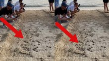 Video shows the incredible release of baby turtles making their way to the sea