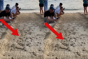 Video shows the incredible release of baby turtles making their way to the sea