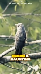 The Asian Koel: A Bird of Legends and Secrets