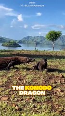 Komodo Dragon: A Real-Life Predator🐊🐉😳