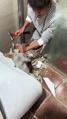 Hilarious Maine Coon Cat Gets Stuck in Toilet Tank – Owner Destroys Toilet for Rescue!