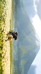 ghost of yōtei gameplay