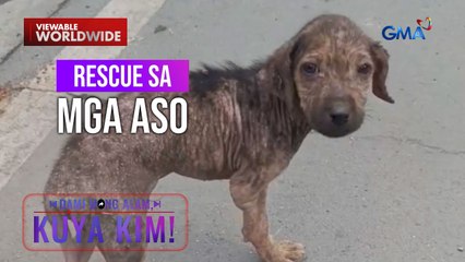 Aso na putol ang paa at puno ng galis, ni-rescue! | Dami Mong Alam, Kuya Kim!