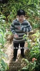 Herbs, Hotties & Headaches full movie