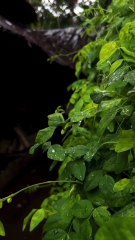 Beautiful rainy day status l monsoon season l barish whatsapp status