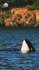 "Interesting facts about dolphins"