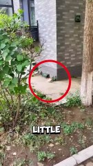 You won’t believe how this mother cat reacted after finding her lost kitten! #kitten